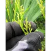 Les feuilles du **Cupressus sempervirens** sont des **écailles** imbriquées, mesurant environ **2 millimètres de long**.