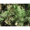Les jeunes arbres présentent parfois des aiguilles, mais celles-ci disparaissent avec l'âge, remplacées par des écailles plus matures.