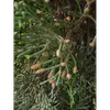 Les cônes mâles produisent un pollen très allergisant, dispersé par le vent, pouvant causer des allergies croisées avec le thuya et le genévrier.