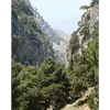 Originaire d'**Asie Mineure**, le **Cupressus sempervirens** s'est acclimaté dans tout l'hémisphère nord, surtout autour du bassin méditerranéen.