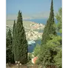 Aussi appelé **cyprès d'Italie**, **cyprès de Provence**, ou **cyprès méditerranéen**, il est emblématique des paysages méditerranéens.