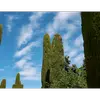 En phytothérapie, **l'huile essentielle** de cyprès, obtenue par distillation à la vapeur des rameaux feuillés, est réputée pour ses propriétés **vasoconstrictrices** et pour améliorer la **circulation veineuse et lymphatique**.