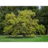 Cet arbre a un **tronc court souvent penché** et des **branches très étalées et denses**, formant un port arrondi et étalé.