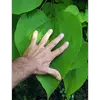 Ses feuilles sont **larges et vertes**, mesurant entre **10 et 25 centimètres de long**, et peuvent être **ovales ou légèrement lobées** chez les jeunes pousses.