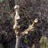 Les rameaux sont épais, avec des **lenticelles** visibles (petits pores pour les échanges gazeux) et des **cicatrices foliaires** circulaires.