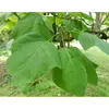 Elles sont disposées **en verticilles de deux ou trois** par nœud, mais peuvent parfois être **opposées**.