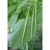 Le **pétiole des feuilles** est long et glabre (sans poils), et la base des feuilles est souvent **cordée** (en forme de cœur).