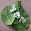 Les feuilles ont une surface lisse dessus et sont **pubescentes** (couvertes de petits poils) au revers, contrairement aux feuilles des paulownias qui sont pubescentes sur les deux faces.