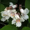 Les **fleurs** du catalpa sont **blanches**, d'environ **3 à 4 centimètres de diamètre**, avec des nuances de **jaune et de violet** à l'intérieur.