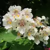 Elles se présentent en **panicules dressées** et fleurissent de **juin à juillet**, attirant de nombreux **pollinisateurs**, surtout les abeilles.