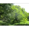Cet arbre s'adapte bien aux **sols fertiles, chauds et abrités**, préférant les **emplacements ensoleillés** et tolérant bien la pollution.