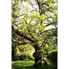 Introduit en Europe en **1726**, il est souvent planté dans les **parcs, jardins** et le long des **avenues** pour son aspect ornemental et son ombrage dense.