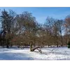 On le trouve fréquemment dans les **forêts caducifoliées proches des cours d'eau** et il peut résister à des températures allant jusqu'à **-20 °C**.
