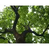 Cet arbre est connu pour sa **croissance rapide**, atteignant **7 à 8 mètres de hauteur en 20 ans**, et sa longévité varie entre **100 et 150 ans**.