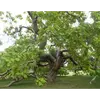 Il est apprécié comme **arbre d'ornement** pour son ombrage, mais aussi pour ses propriétés **insecticides** : l'odeur de son bois et de ses feuilles repousse moustiques et autres insectes.