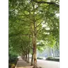 Le **Platanus x hispanica**, aussi appelé **platane commun**, est un arbre de grande taille pouvant atteindre **50 mètres de hauteur**.