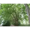 Les **branches sont longues et fortes**, s'étendant largement pour former un houppier dense et ombragé, ce qui lui confère une apparence majestueuse.