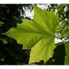 Les **feuilles** du platane ressemblent à celles de l'érable, mais elles sont **alternes** sur le rameau, contrairement à celles de l'érable qui sont opposées.