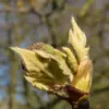 Les **jeunes pousses** du platane sont couvertes d'un duvet marron, et les feuilles juvéniles sont recouvertes d'un duvet irritant.