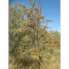 L'argousier a aussi une grande importance écologique : en tant qu'espèce pionnière, il aide à **stabiliser les sols** et enrichit le sol en azote grâce à ses **nodosités racinaires** contenant des bactéries fixatrices d'azote.