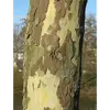 L'**écorce du platane commun** est l'une de ses caractéristiques les plus distinctives.