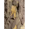 Cette exfoliation régulière donne à l'écorce un aspect de **peau de serpent**, très reconnaissable.