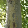 La nature exfoliante de l'écorce est due à un manque d'élasticité qui l'empêche de s'étirer avec la croissance de l'arbre.