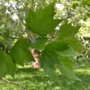 Les **feuilles** de **Platanus x hispanica** sont généralement **caduques** et mesurent jusqu'à **20 centimètres**.