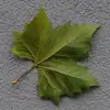 Elles sont divisées en **3 à 7 lobes**, ont une nervation palmée et sont couvertes de **poils irritants** à leur jeune âge.