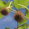 Les **fleurs** sont petites, **unisexuées** et réunies en **capitules sphériques**.