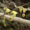 Elles apparaissent au printemps, en même temps que les feuilles, et sont suspendues par de longs pédoncules.