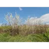 **Prunus spinosa**, communément appelé **prunellier** ou **épine noire**, est un **petit arbre buissonnant** atteignant une hauteur de **4 à 5 mètres**.