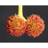 La **floraison** du platane commun se produit de **mars à avril**.