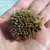 Ils sont regroupés en boules appelées **glomérules**.