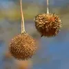 Chaque glomérule contient de nombreux akènes, qui sont **secs, indéhiscents**, entourés de poils longs et irritants, pouvant causer des irritations respiratoires.