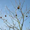 Les **fruits** persistent longtemps sur l'arbre, même après la chute des feuilles, et finissent par se désagréger sous l'effet du vent.