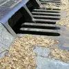 La **fructification** a lieu de **août à février**, permettant aux graines de se disperser durant l'automne et l'hiver.