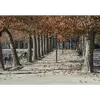 Le **Platanus x hispanica** est très courant en **Europe**, notamment en **France**, où il est souvent utilisé comme arbre d'ornement et d'alignement le long des rues et des routes.