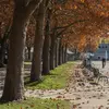 Cet arbre est un hybride du **platane d'Occident** (originaire d'Amérique du Nord) et du **platane d'Orient** (originaire du sud-est de l'Europe et de l'ouest de l'Asie), introduit en Europe au **XVIIIe siècle**.