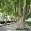 Le platane commun préfère les sols **humides mais bien drainés**, souvent près des rivières, particulièrement dans les zones urbaines où il est utilisé pour créer de l'ombre.