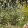 L'arbre forme des **buissons très denses** et impénétrables grâce à ses nombreuses branches ramifiées et munies de **fortes épines**.