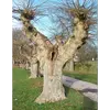 Le platane est actuellement menacé par le **chancre coloré**, une maladie causée par le champignon **Ceratocystis platani**, qui provoque un dessèchement rapide de l'arbre pouvant mener à sa mort.