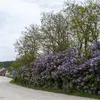 Le lilas présente souvent **plusieurs tiges**, formant un petit bosquet.