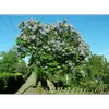Le lilas a un port en **houppier en boule** avec plusieurs troncs, ce qui lui donne un aspect dense et volumineux.
