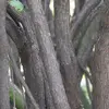 L'**écorce** de **Syringa vulgaris** est d'abord **lisse** et **vert-brun** sur les jeunes rameaux, mais avec le temps, elle devient **fissurée en écailles fibreuses**.