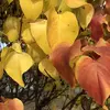 Les **feuilles** du lilas sont **caduques**, tombant à l'automne.