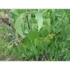 Les feuilles sont **lisses** et **opposées** sur le rameau, avec un **pétiole** de **2 à 3 centimètres**.