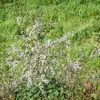 Cet arbuste a un port **polymorphe**, avec des branches qui peuvent retomber et parfois s'enraciner au contact du sol.