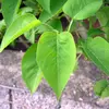 Les feuilles ont une couleur **vert clair à glauque**, avec des nervures fines visibles par transparence sur les deux faces, ajoutant une texture délicate au feuillage.