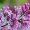 Les fleurs sont **très parfumées** et ont généralement **quatre pétales soudés à leur base**, formant un tube de **6 à 10 millimètres de long**.